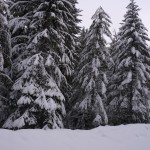 Фото RussianPDX.com