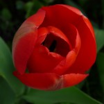 P1410614_Тюльпан1