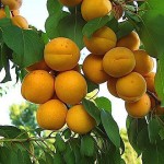 Фото RussianPDX.com