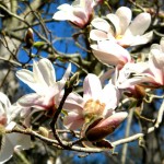 Фото RussianPDX.com