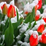 tulpanchiki v snegu