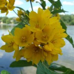 Фото RussianPDX.com