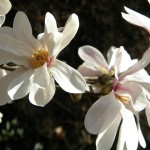 Фото RussianPDX.com