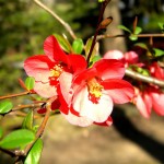 Фото RussianPDX.com