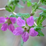 Фото RussianPDX.Com