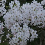 Фото RussianPDX.Com