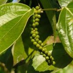 Фото fishmonger.ru 