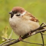 Фото animals-wild.ru