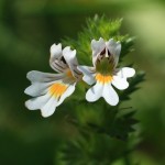 Фото medpravda.com