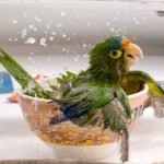 Cesar Badilla | National Geographic