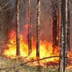 Фото ecocollaps.ru