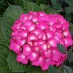 Фото RussianPDX.com