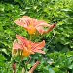 Фото RussianPDX.com