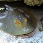 Фото orangesmile.com