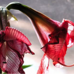 Фото с сайта kusakin.squarespace.com