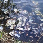 Фото с сайта tbn-tv.ru