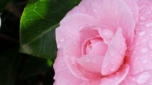 весенний цветок