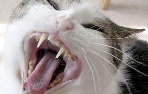 Фото с сайта runyweb.com