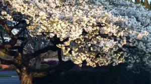 Весна в Портланде