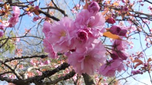 Фото RussianPDX.com