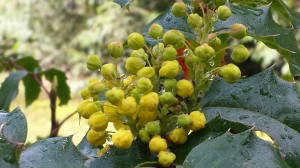 Фото RussianPDX.com