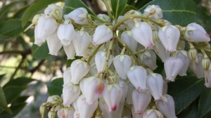 колоколчики