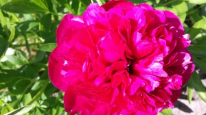 Пиончик красота