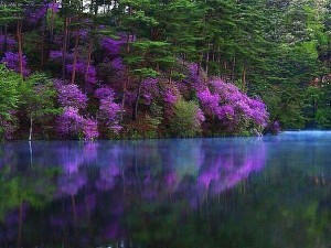 красивые кусты и река