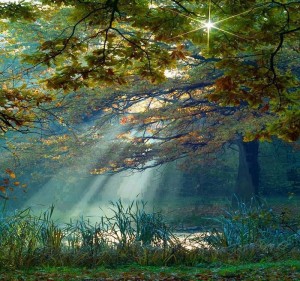 солнце сквозь листви деревьев