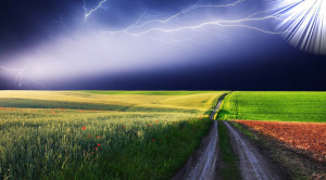 красивое поле